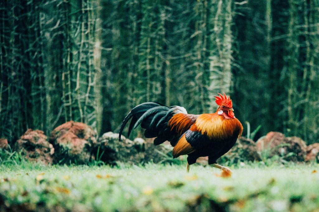 Roosters’ Monthly Horoscope for 2024: Career, Love, and Money&nbsp;Predictions